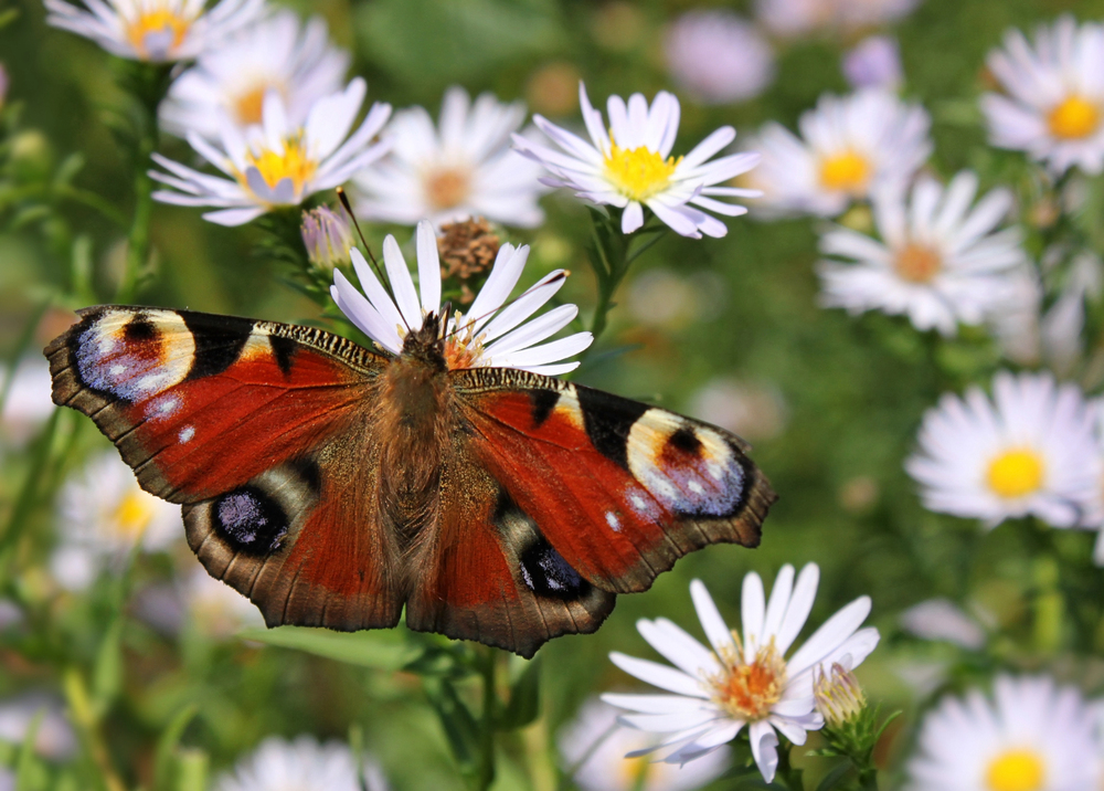 Der Schmetterling ist auch heute noch ein Symbol für die menschliche Psyche bzw. Seele.