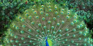 Der Pfau als heiliges Tier In der griechischen Antike galt der Pfau mit seinen nachwachsenden prächtigen Federn als ein Symbol der Unsterblichkeit.