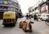 Die heilige Kuh im Straßenverkehr einer indischen Stadt.
