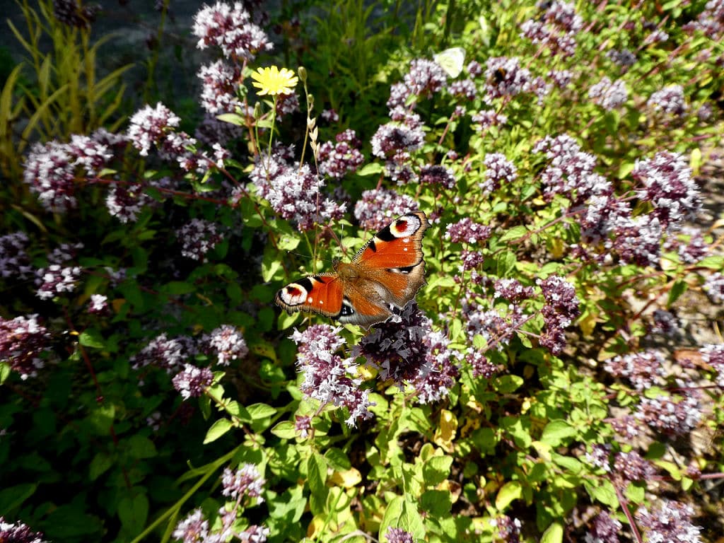 Der Schmetterling ist auch heute noch ein Symbol für die menschliche Psyche bzw. Seele. 