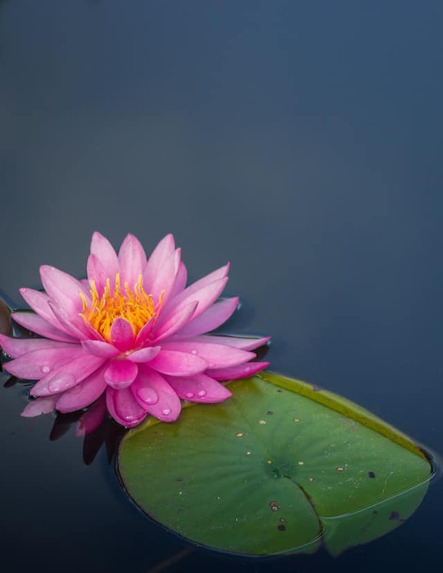 Lotusblüten sind in vielen Kulturen ein Symbol für Unsterblichkeit und Wiedergeburt.