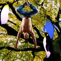 View from bottom up under Gingko tree turned yellow in autumn