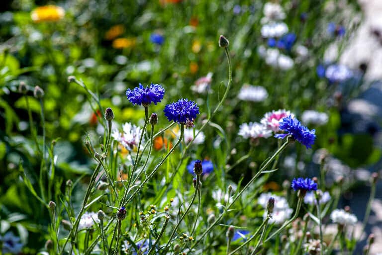 Ein Blumenmeer im Garten konnten sich nur besonders wohlhabende Ägypter leisten. 